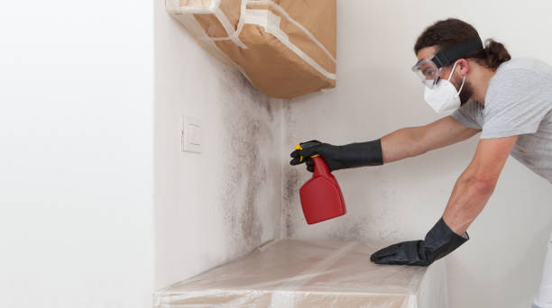 Professional Attic Mold Removal technician working in Cambridge, MA