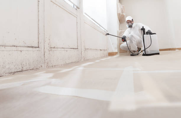 24/7 Emergency Attic Mold Removal experts in Cambridge, MA