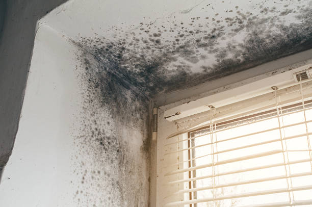 Trusted Attic Mold Removal service in Cambridge, MA - Cheap Mold Removal